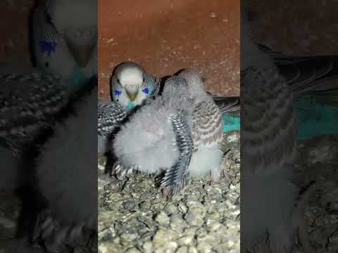 Budgie bird egg hatching Chicks Growth Day 22 #Viral #Shorts