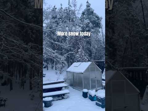 We woke up to more snow today!On top of the snow&ice we had. ￼#snowstorm #homesteadinglife #missouri