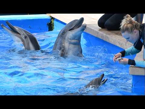 Common Dolphin Calf Training Session - Dolphin Amphitheater at SeaWorld San Diego - June 15, 2024