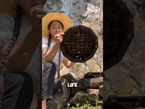 Raising Bees in Secluded Mountains