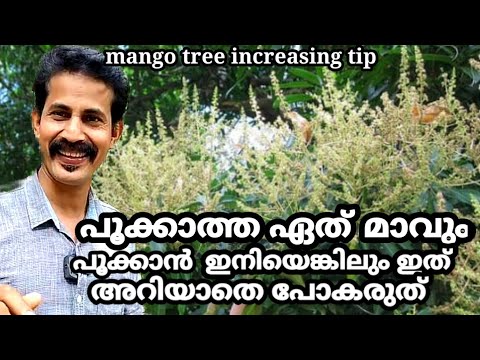 ഏത് പൂക്കാത്ത മാവും പൂക്കാൻ ഈ 6കാര്യങ്ങൾ ഇനിയെങ്കിലും അറിയാതെ പോകരുത് mango tree flowering tips