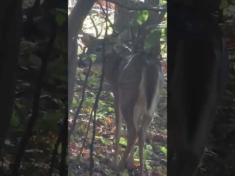 Deer Graceful Through the Woods #nature #animals #deer #shorts