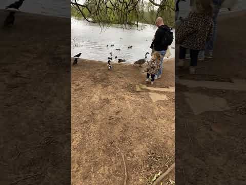 Wollaton Park Ducks in lake #ukdairies #travel #ukvlog