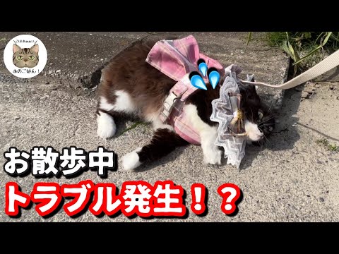 【モフモフ元野良猫】お散歩の途中で突然動かない！？