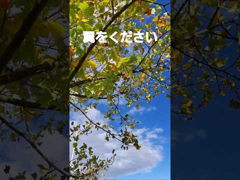 翼をください(自衛隊歌姫)2024 #music #赤い鳥#cover #自衛隊歌姫 #翼をください#osaka #autumn