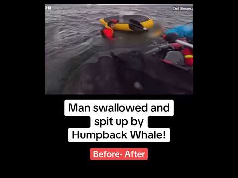 Man swallowed and spit up by Humpback Whale at Chile #humpback #whale #kayak #animals #science #news