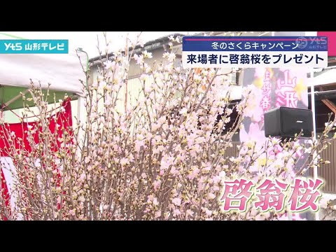 冬のさくらキャンペーン 来場者に啓翁桜プレゼント