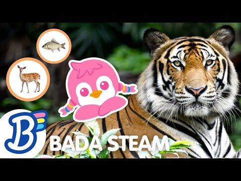 🦒🐅🐺 (NEW!) STEAM Lesson | Animal Diets