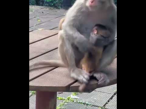 #monkey #mother #love #shorts #viral #trending #indian #animals #animallover