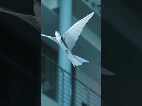 Festo BionicSwift vs. Real Birds: Which One Reigns Supreme?