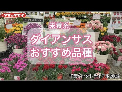 【園芸】2022-2023 ダイアンサス タキイおススメ品種