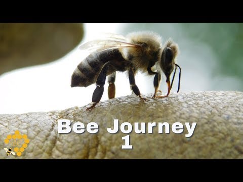 Bee Journey 1