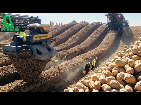 Harvesting Millions of Tons of PEANUTS | Delicious Peanut Butter Factory