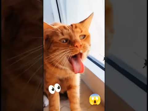 Cats against insects #cat #pets #funnypets #funnycats #shorts