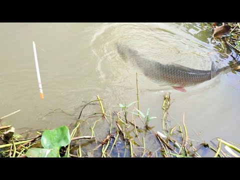 Fishing Rohu Fish Hunting By Hook | Amazing Hook fishing | Canal fishing video village