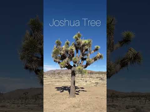 Joshua tree is out of this world #joshuatree #california #nationalpark #californiatravel