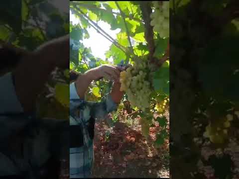 Job in Armenia 🇦🇲 ✈️ (Fruit Picker)