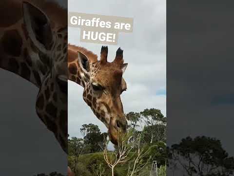 The True Scale of Giraffes! Feeding Session @ Melbourne Zoo