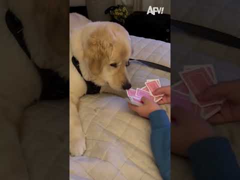 Cutest audience ever 🥲 #afv #dogs #magic