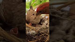 Bird Feeding | Prokriti |  প্রকৃতি |  Nture Life |  wildlife | #youtubeshorts #shorts #short