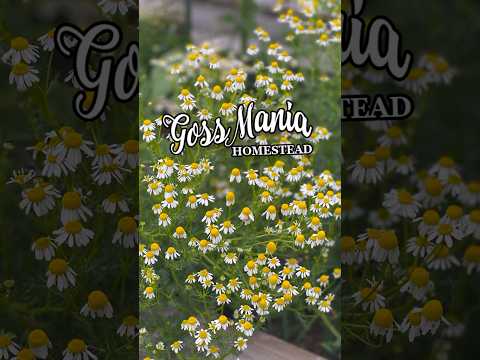 Look what I finally grew | Garden 2024 #chamomile #homestead #homesteading   #farming  #garden