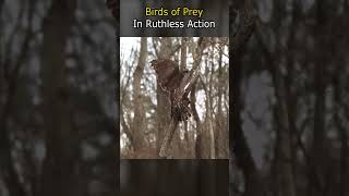 Birds of Prey in Ruthless Action