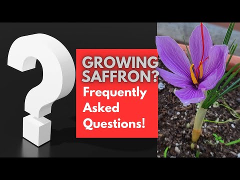 19 FAQs about GROWING SAFFRON (from my 4-yr  journey)