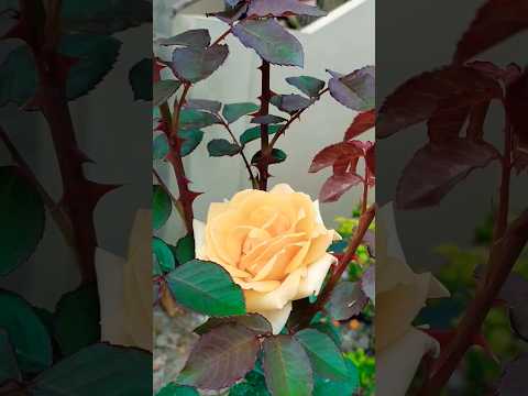 Rose 🌹 garden #views #viewsplz #views_viral_video_subscribers_grow #viralvideo #yotubeshorts #rose