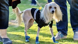 Chinese Crested Dog: Pros & Cons