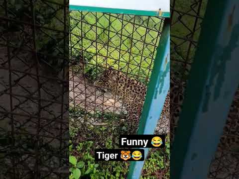 funny talk with tiger 🐯🤣#tiger #zoo #vlog #himachal #funny #funnyvideo #dharmshala #viral