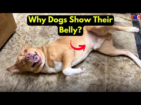 Why Dogs Show Their Belly? Real Science Revealed!