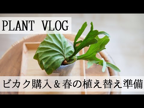 【植物Vlog】宮崎の植物・ビカクシダ購入・春の植え替え準備