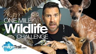 One Mile Wildlife Challenge in Coggeshall, Essex