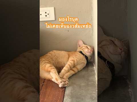 มองไรนุด แงวจะนอน 😪 #orangecat #cat #catlover #sleepcat #แมวส้ม #orangekitten