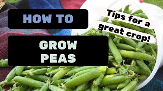 How to Grow Peas - [Quick tips for your best crops ever]