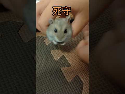 おやつを死守するハムスター（ピク）#ハムスター #hamsters #手乗りハムスター #可愛い#癒し#おやつ #ひまわりの種 #死守