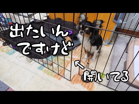 自分でケージを開けられるか⁈性格はお嬢様育ち風の犬