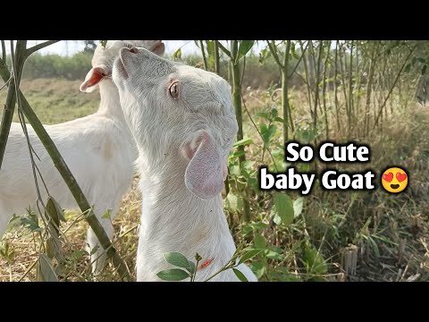 so cute baby goats ||