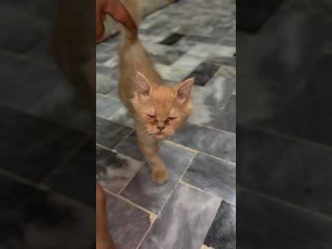 ♥️ mosam bohat acha ha aj #youtubeshorts #cat #kittty #cuteanimal #funny #cutecat #cutepet