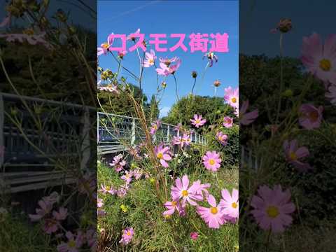 彼岸花から秋桜の季節へ コスモス街道(狩人)2024 #music #flowers #cosmos #コスモス街道 #狩人