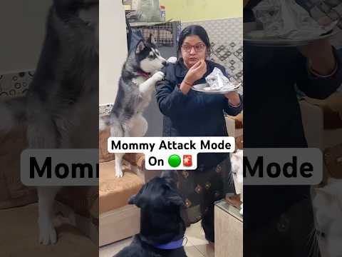 Maa ka laadla 🥰🚨 #shorts #dog #husky #cat | Review reloaded