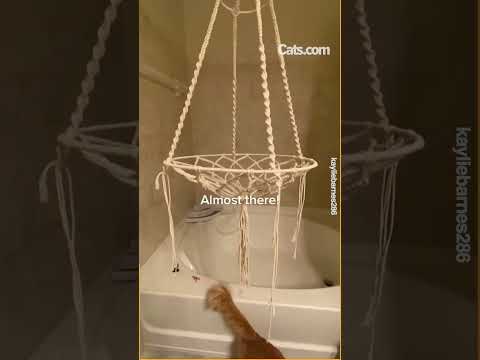 DIY Macrame Cat Hammock!