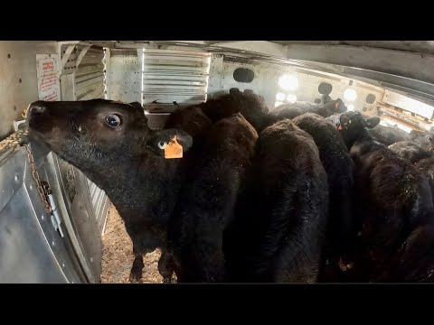 Beef Calve’s Gettin Loaded for the Feedlot (ep.22)