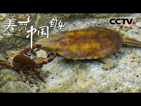 《美丽中国自然》平胸龟的奇妙日常 溪流之中的溪蟹猎手——粤北林语系列【CCTV纪录】