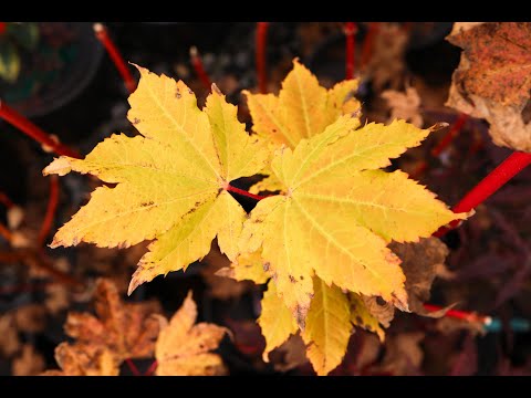 Acer circinatum 'Pacific Fire' Coral Bark Japanese Maple