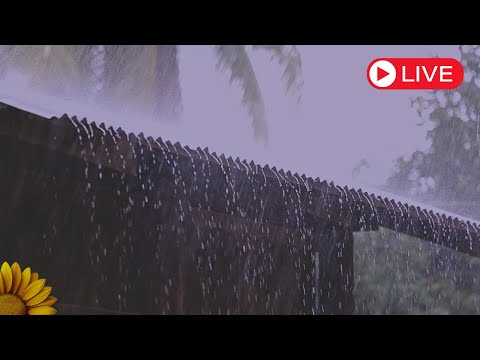 🔴No TELHADO de ZINCO, CHUVA com TROVÕES | SOM para Uma BOA NOITE de SONO 💤