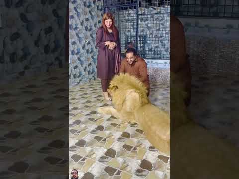 #lion #tiger #animals #funny #explore #youtube #viralvideo #pets #tamed #wildlife