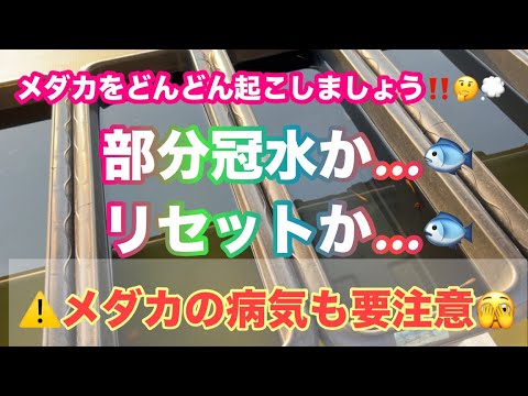 (メダカ)メダカをどんどん起こしましょう！あなたは部分冠水？リセット？