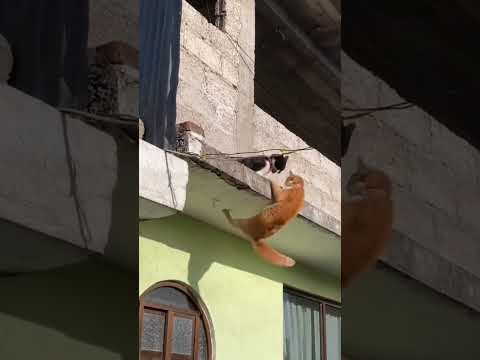 #funnyanimals pullup cat #funnycats