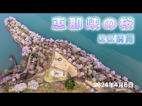 恵那峡の桜 2024年4月6日